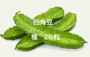 四角豆　種　20粒　今だけ増量　30粒