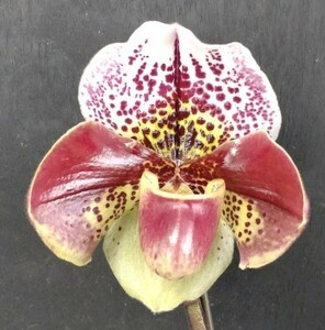 【北軽ガーデン】＊パフィオ＊Paph.World Venture x Prince Flag＊整形花＊点花最新交配＊蕾付き＊