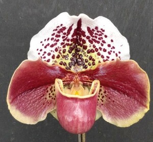 【北軽ガーデン】＊パフィオ＊Paph.Tokyo Great World x (Small World x Bajazzo)②＊整形花＊点花最新交配＊蕾付き＊