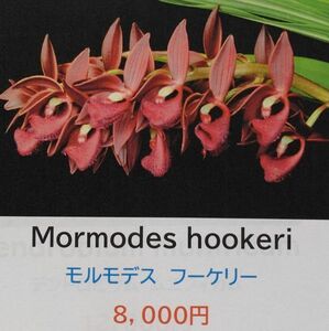 【北軽ガーデン】＊熱帯植物＊Mormodes hookeri＊洋ラン原種＊モルモデス　フーケリー＊タケノコ系＊レンガ色濃色花＊コスタリカ原産＊