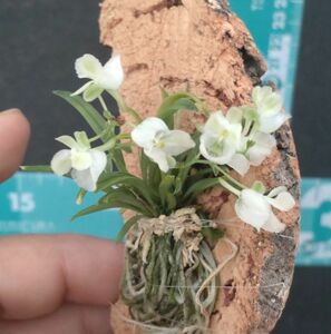 【北軽ガーデン】＊熱帯植物＊Centroglossa marcoceras＊洋ラン原種＊セントログロッサ　マクロセラス＊極小型種＊ブラジル原産＊