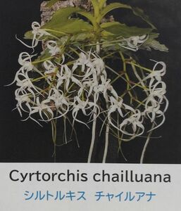 【北軽ガーデン】＊熱帯植物＊Cyrtorchis chailluana ＊洋ラン原種＊アングレコイド＊シルトルキス　チャイルアナ＊西アフリカ原産＊