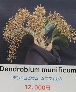 【北軽ガーデン】＊熱帯植物＊Den.munificum＊洋ラン原種＊デンドロビウム　ムニフィカム＊毛玉デンドロ＊ニューカレドニア原産＊