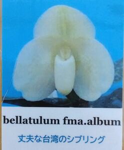 【北軽ガーデン】＊パフィオ＊Paph.bellatulum fma.album x sib＊原種＊ブラキ系＊ベラチュラム　アルバ＊タイ原産＊