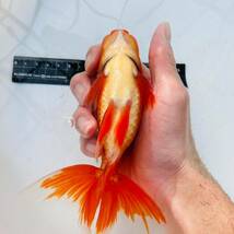 【日本オランダ獅子頭 当歳 素赤】15cm前後 金魚、獅子頭 、オランダ 、鑑賞魚_画像5