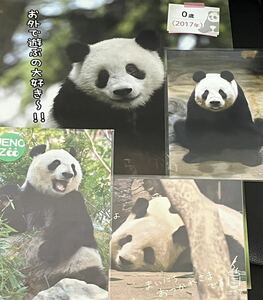 シンシン ポストカード 上野動物園 公式 イベント限定 リーリー 雑誌切り抜き