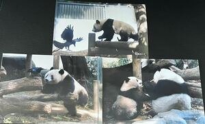 シャンシャン シンシン 毎日パンダさん写真セット 上野動物園 パンダ ブロマイド 