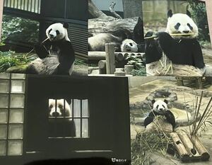 シャンシャン シンシン 毎日パンダさん写真セット 上野動物園 パンダ ブロマイド ⑪
