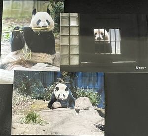 シャンシャン シンシン 毎日パンダさん写真セット 上野動物園 パンダ ブロマイド ①