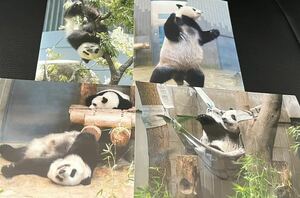 シャンシャン シンシン 毎日パンダさん写真セット 上野動物園 パンダ ブロマイド ⑨