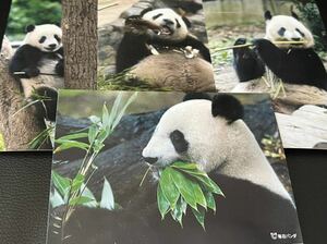 シャンシャン シンシン 毎日パンダさん写真セット 上野動物園 パンダ ブロマイド ⑧