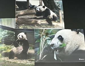 シャンシャン シンシン 毎日パンダさん写真セット 上野動物園 パンダ ブロマイド