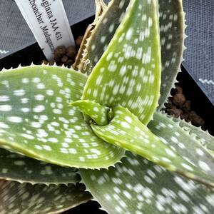 ● Aloe ruffingiana JAA431●アロエ ルッフィンギアナ 産地データ付き　抜き苗発送　多肉植物　サボテン　マダガスカル