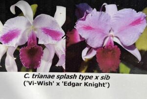 HIF洋蘭 38 C. trianae splash type x sib. ('Vi-Wish' x 'Edgar Knight')