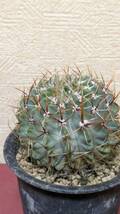 Parodia (Syn.Notocactus) buiningii 和名 白獅子丸(赤刺タイプ)_画像5