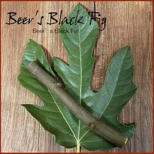 ★ Beer’s Black Fig ★ ビアーズブラック イチジク 2本 穂木 枝