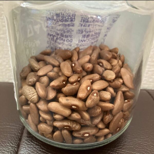 菜豆　インゲン豆　無農薬　50粒　つるあり