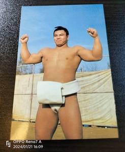 昭和レトロ　千代の富士　アマダ　カード（サイズ約１２，８㎝）ナンバー１７　格安　まとめ　大相撲　横綱　YOKOZUNA SUMO プロレス