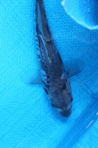* special selection new .**. peace 5 year production quiet .goke. Germany change common carp 18cm degree 