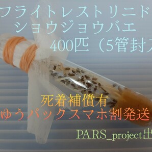 ☆（400匹 プラスチック管封入） フライトレス トリニドショウジョウバエ （餌用ショウジョウバエ）の画像1