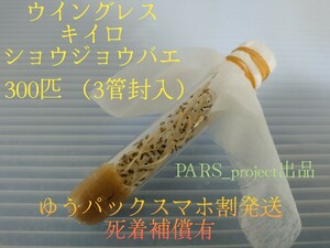 （300匹 プラスチック管封入） ウイングレス キイロショウジョウバエ （餌用ショウジョウバエ）