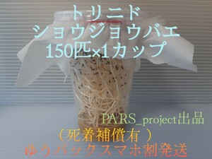 （150匹 ） フライトレス トリニドショウジョウバエ （餌用ショウジョウバエ）