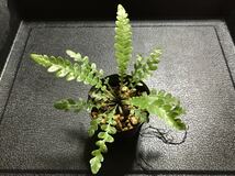 Blechnum obtusatum var. obtusatum ブレクナム オブツサタム KSB便胞子増殖株　熱帯植物　シダ植物_画像1