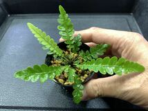 Blechnum obtusatum var. obtusatum ブレクナム オブツサタム KSB便胞子増殖株　熱帯植物　シダ植物_画像2