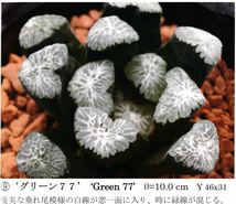 多肉植物 ハオルチア 山本氏実生 万象「グリーン77」 親木_画像6