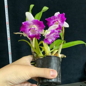 (^。 ^)(223)Rlc. Shin Shiang Diamond x C. Hsinying Little Mary