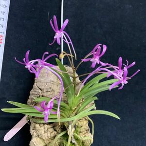 (^。 ^)(Y1) Vanda falcata var. (Shutennou x Koto) 