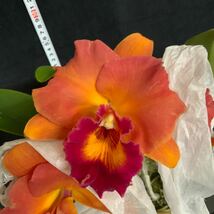 (^。 ^)(y5) C. Waianae Sunset ‘Kadooka’ x Rlc. Dal‘s Horizon ’Blumen Insel‘_画像1