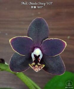 (^。 ^)(290)洋蘭,Phal. Chiada Stacy '607' ,花芽あり