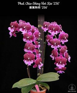 (^。 ^)(301)Phal. Chia-Shing Hot Kiss ‘256’