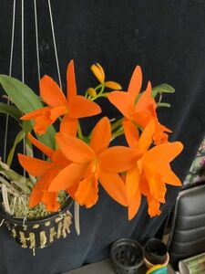 (^。 ^)(222) Cattleya (Blc.) Young Min Orange 'Golden Satisfaction'