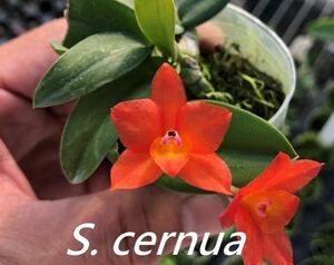 (^。 ^),洋蘭原種,(232)C. (Soph.) cernua x sib ('C.H.#2' x 'C.H.#1') ,