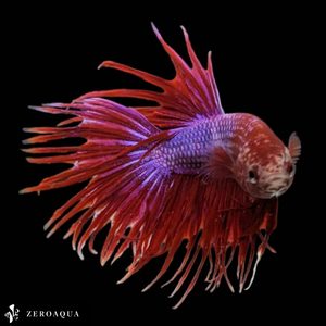 [ animation ] male betta (b8393) Thai production tropical fish Crown tail white red purple 