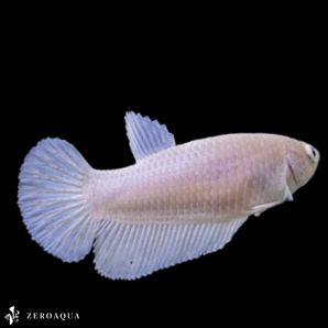 【動画】 メス ベタ (b8417) タイ産 熱帯魚 プラカット ホワイトの画像1