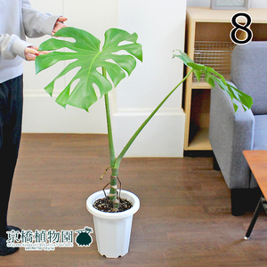 【現品】モンステラ 幹立ち 7号 白鉢（8）Monstera