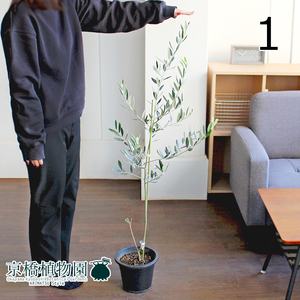 【現品】オリーブ マンザニロ 6号 紺鉢（1）Olea europaea“Manzanillo”