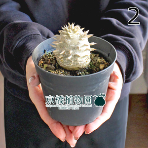 【現品】パキポディウム・デンシカウレ（恵比寿大黒） 3.5号（2）Pachypodium Densicaule