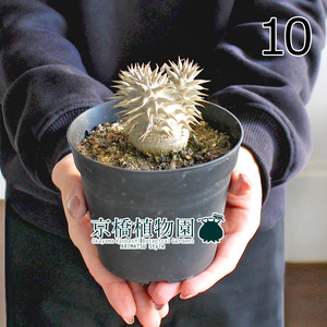 【現品】パキポディウム・デンシカウレ（恵比寿大黒） 3.5号（10）Pachypodium Densicaule