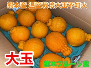 特大！熊本産 不知火 5Lサイズ約5k 11玉入り熊本フルーツ堂34