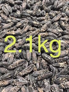 清潔コオロギ　2.1kg 冷凍コオロギ　ＭＬサイズ　約2kg フタホシコオロギ　クロコオロギ　
