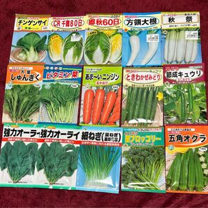 野菜の種　ほうれん草2つ入り