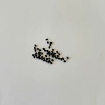 自家採種 サボテン コピアポア ルペストリス 種子・50粒+α_画像4
