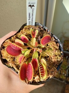 食虫植物 Dionaea muscipula seedling 2023 NO.2 ハエトリソウ