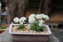 山野草　高山植物　ユキワリコザクラ（雪割小桜）の種子　50粒以上　白色_画像3