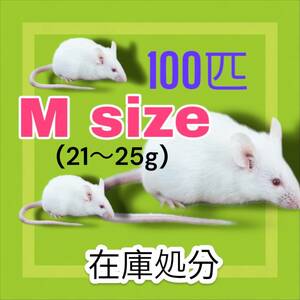 国産冷凍マウス　Mサイズ21〜25g 100匹　年末大SALE