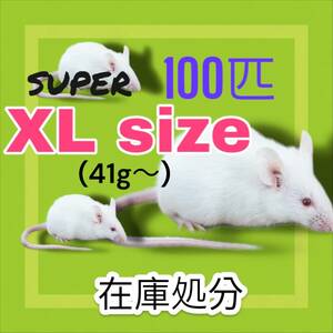 国産冷凍マウス　XXXLサイズ41g〜 100匹　大SALE